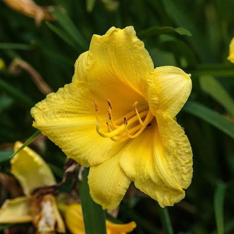 Hemerocallis 'Happy Returns'- Happy Returns Daylily