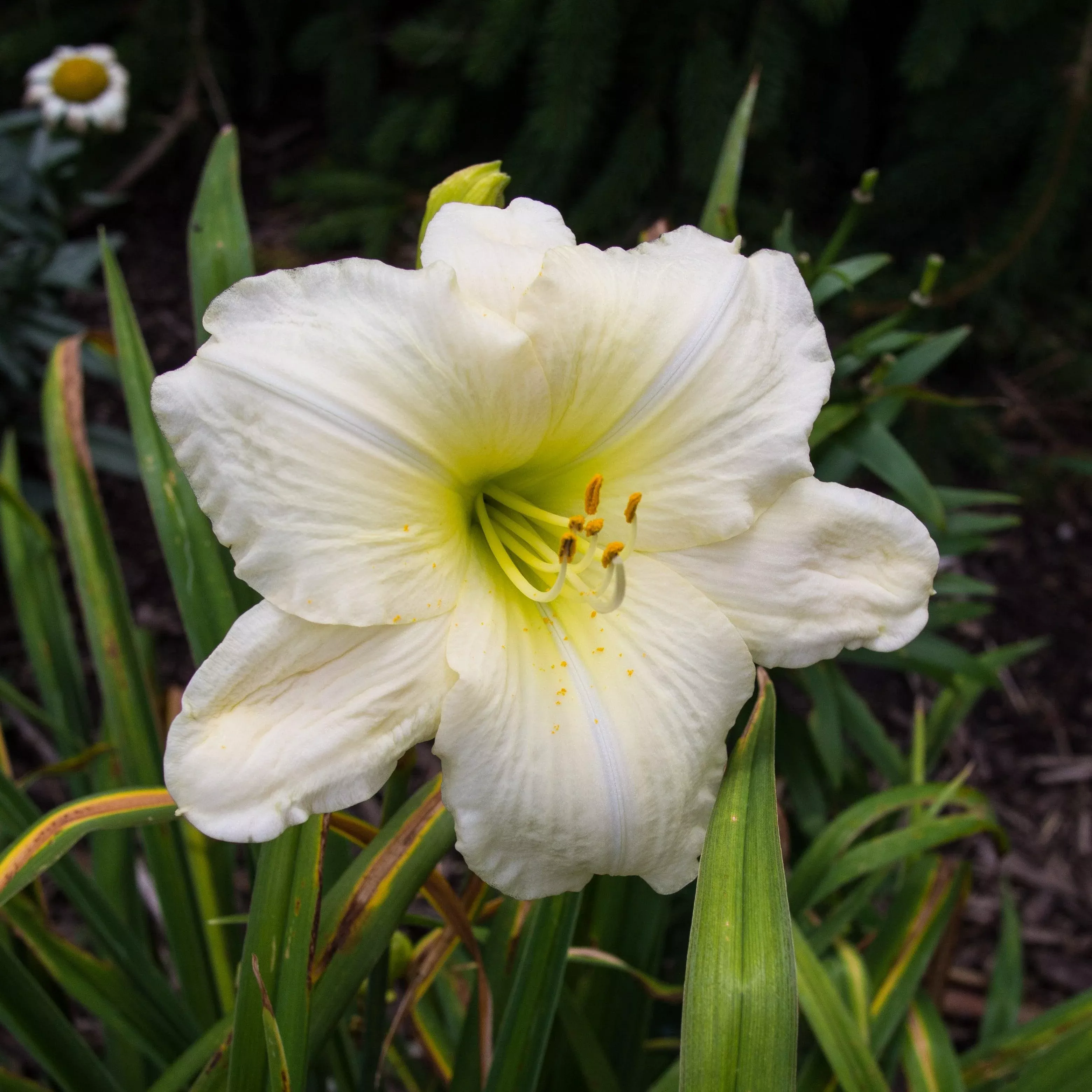 Hemerocallis 'Joan Senior'- Joan Senior Daylily