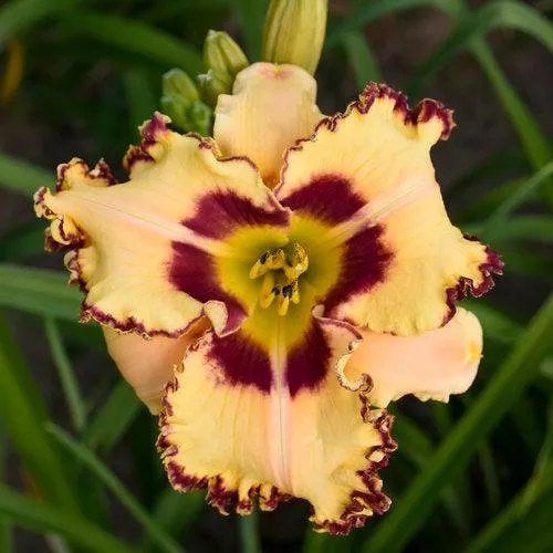 Hemerocallis 'King of the Ages’- Rainbow Rhythm King of the Ages Daylily
