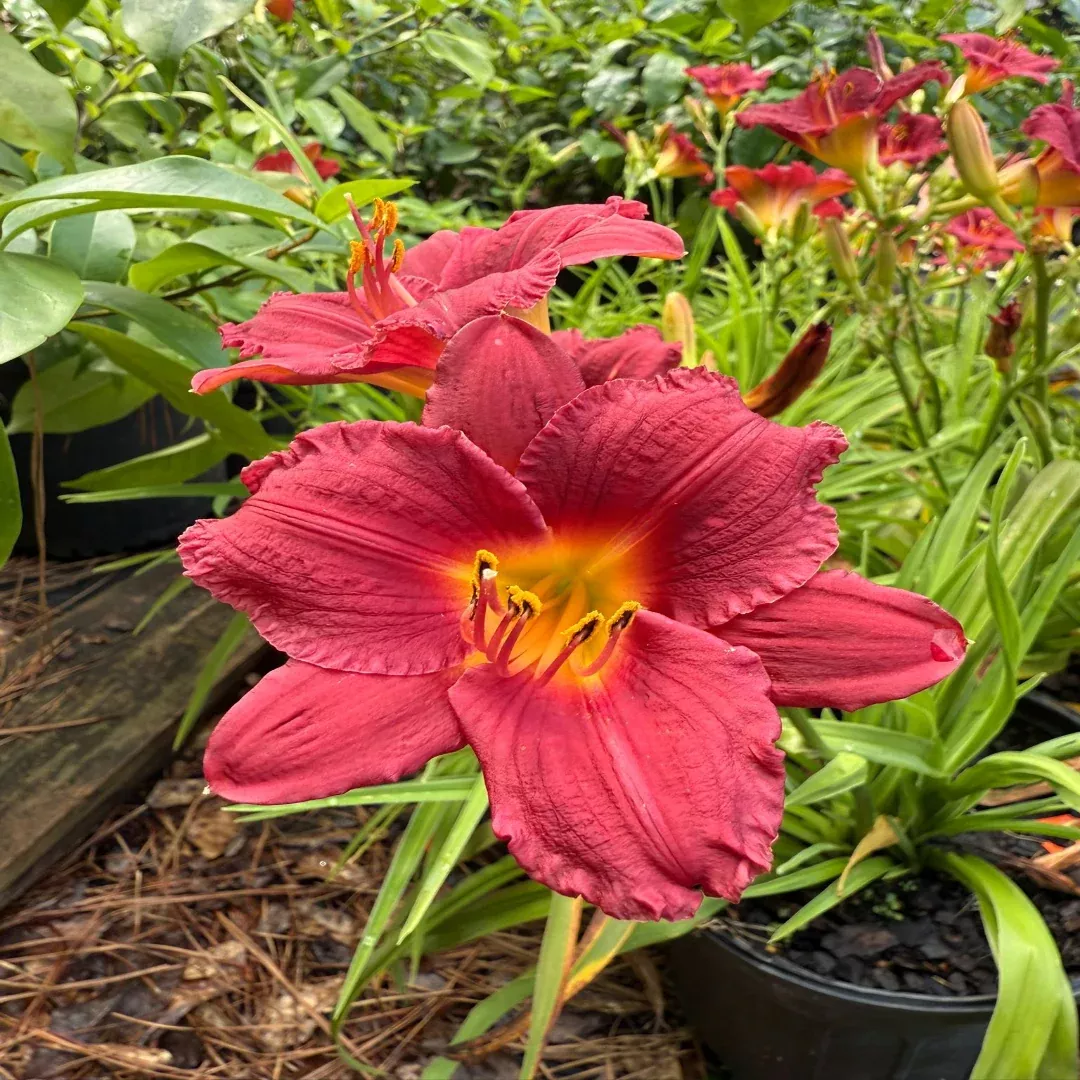 Hemerocallis Little Business Daylily