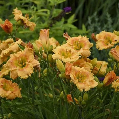 Hemerocallis 'Orange Smoothie'- Rainbow Rhythm Orange Smoothie Daylily