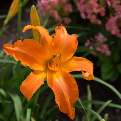 Hemerocallis Rainbow Rhythm 'Primal Scream'