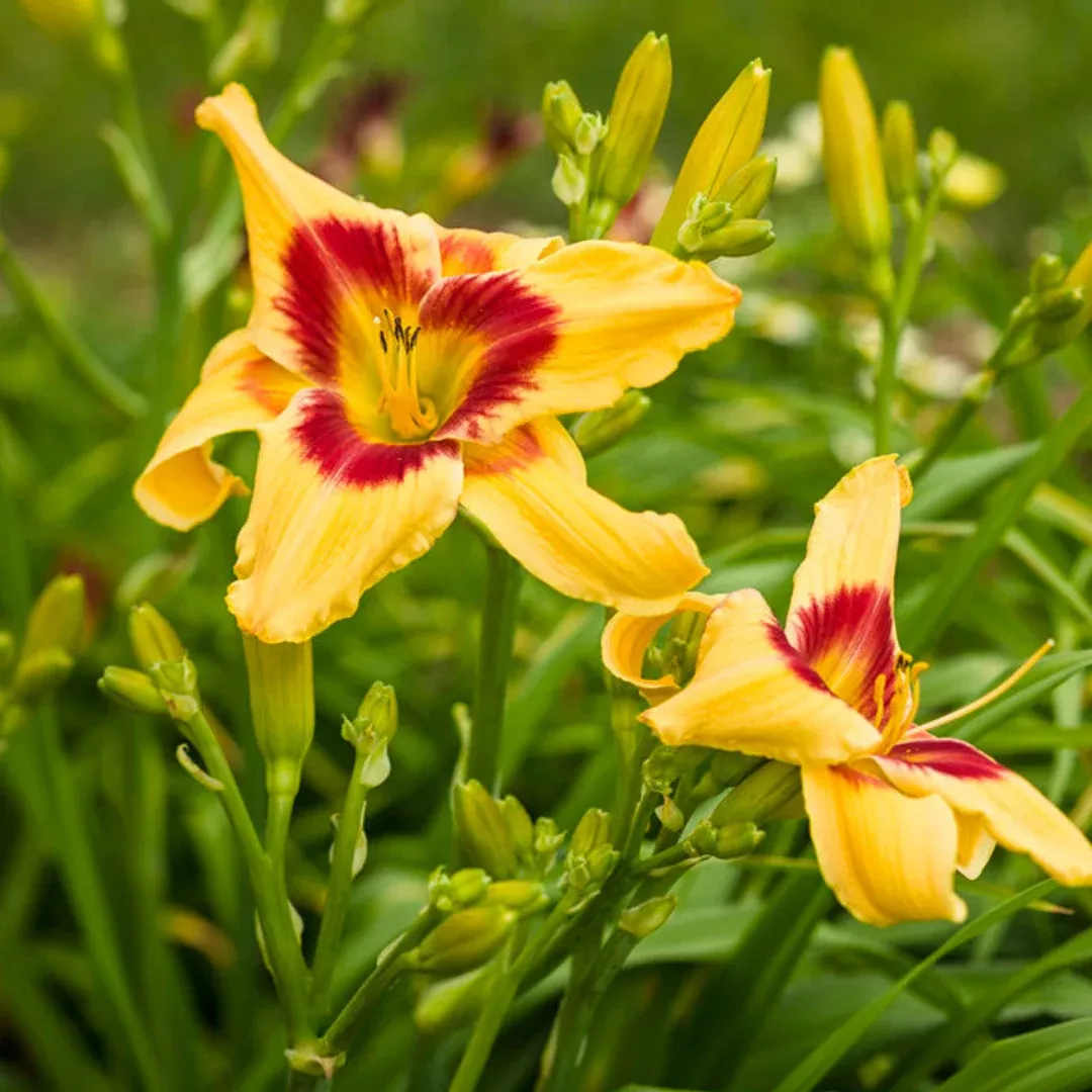 Hemerocallis Rainbow Rhythma Tiger Swirl Daylily - [EG]