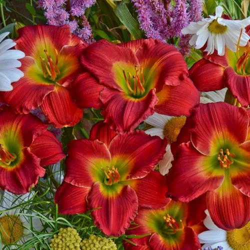Hemerocallis 'Red Hot Returns'- Red Hot Returns Daylily