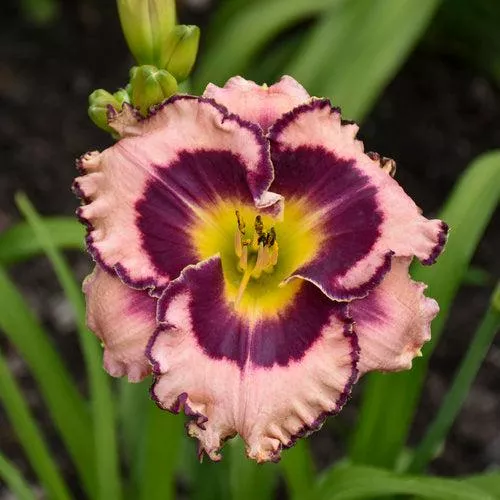 Hemerocallis 'Sound of My Heart'- Rainbow Rhythm Sound of My Heart Daylily