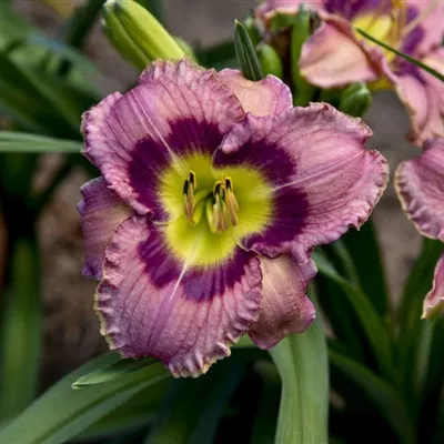 Hemerocallis x 'Always Afternoon' / Daylily