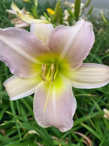 Hemerocallis x 'Catherine Woodbury' / Daylily