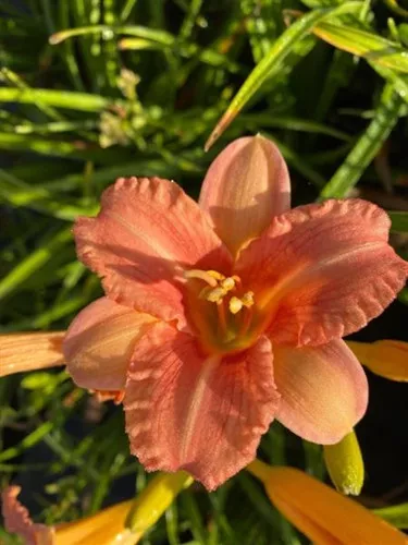 Hemerocallis x 'Everydaylily Pink Wing' / Daylily