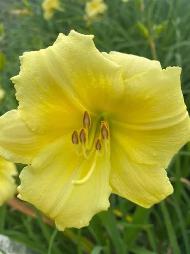 Hemerocallis x 'Fragrant Returns' / Daylily