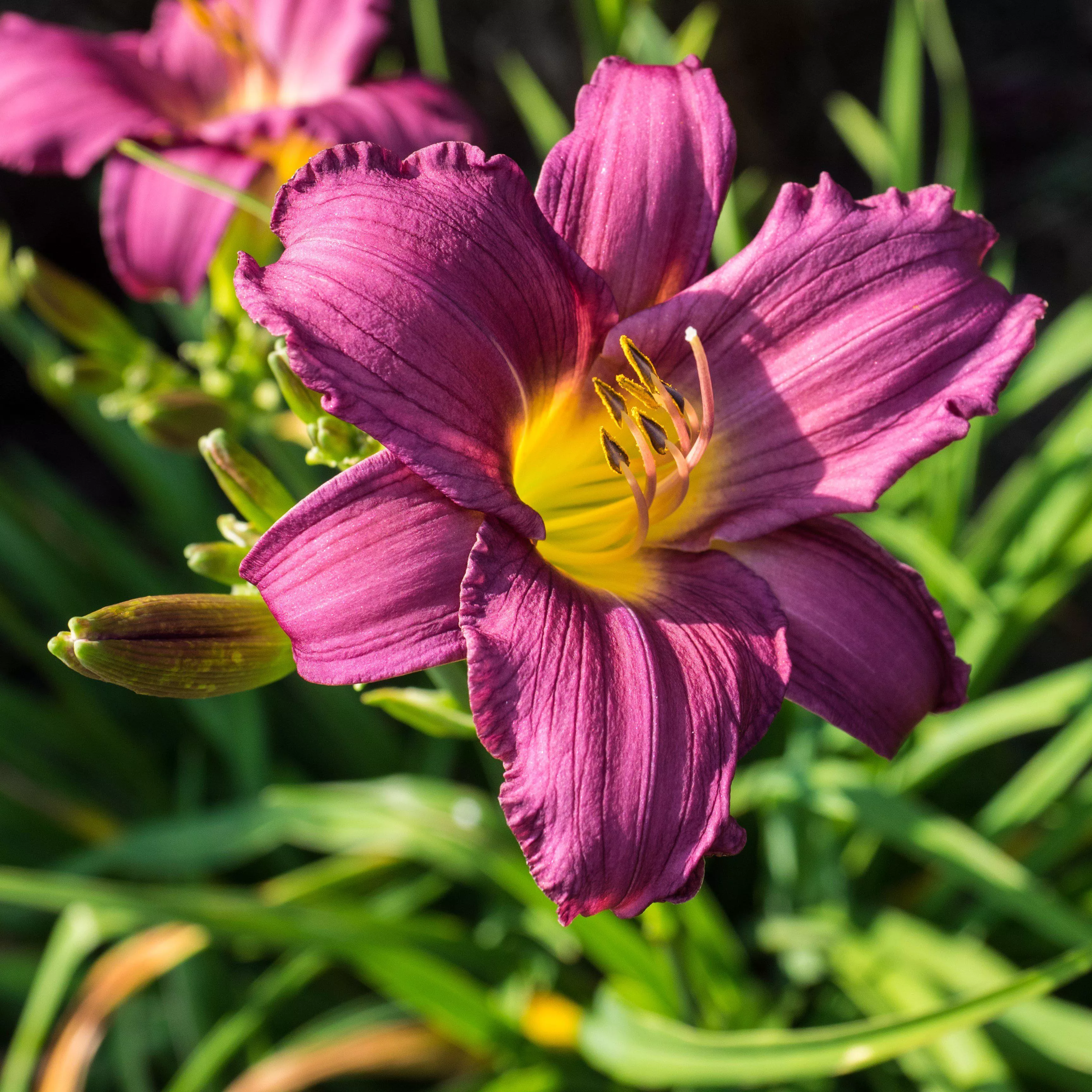 Hemerocallis x 'Little Grapette'- Little Grapette Daylily