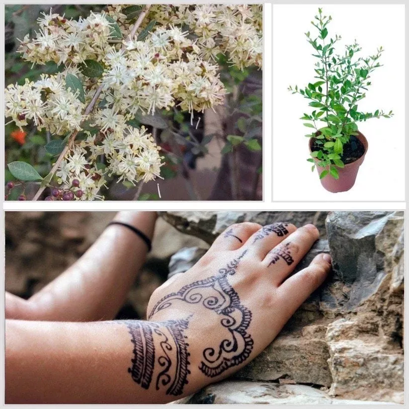 Henna Seeds, Dye Plant, Lawsonia Inermis, LW011C