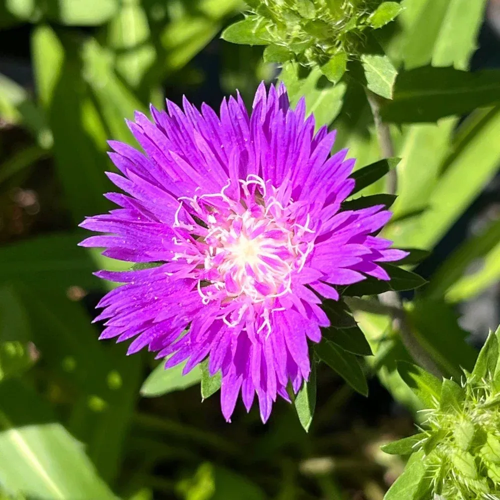 Henry Song Purple
