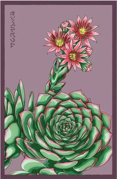 Hens & Chicks Indoor Succulent Seeds Packet