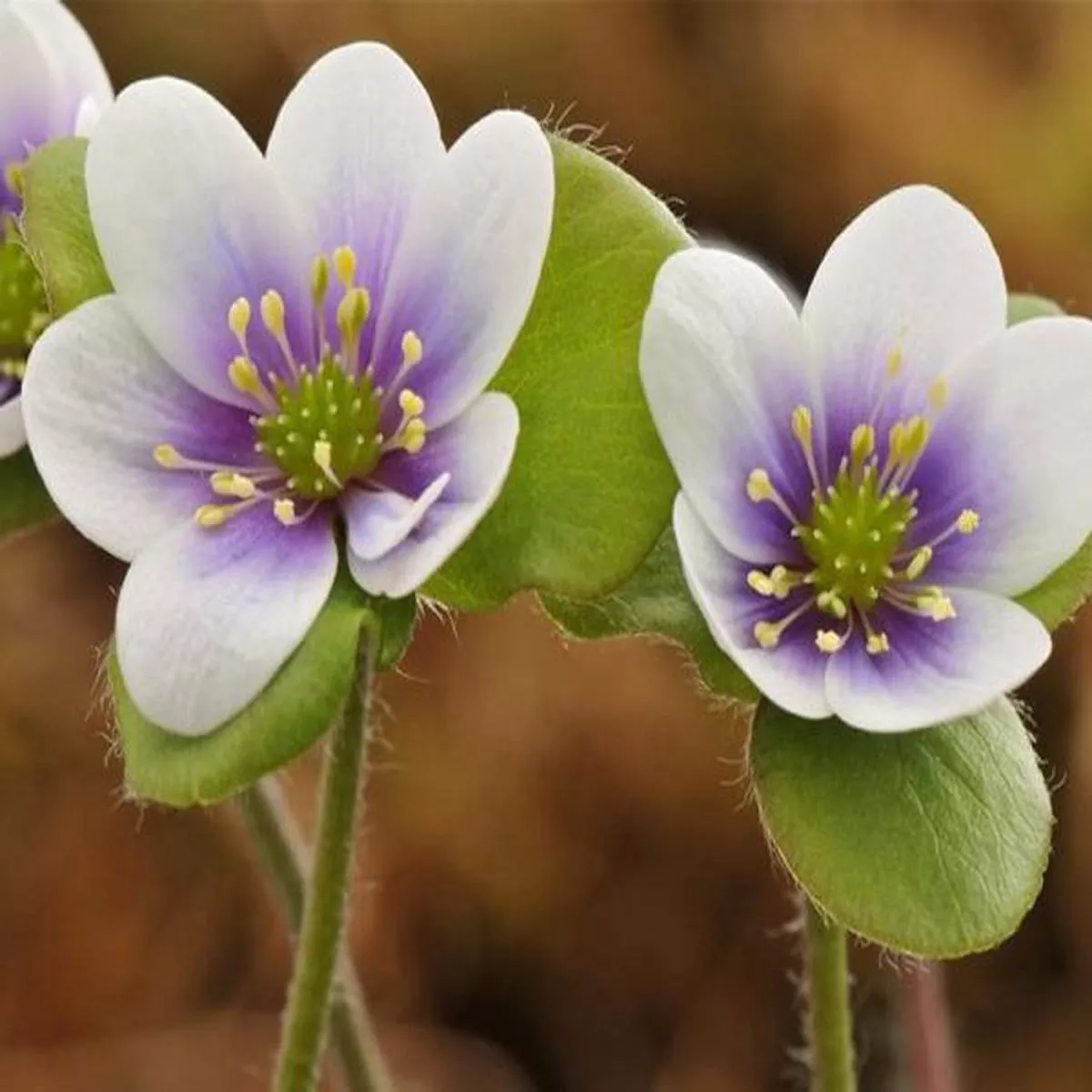 Hepatica americana Ashwood Flare