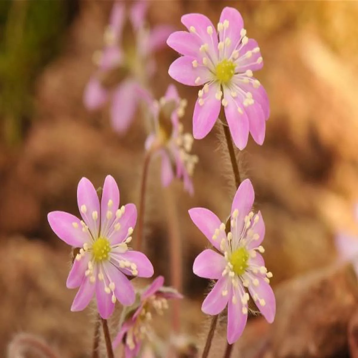 Hepatica asiatica (China)