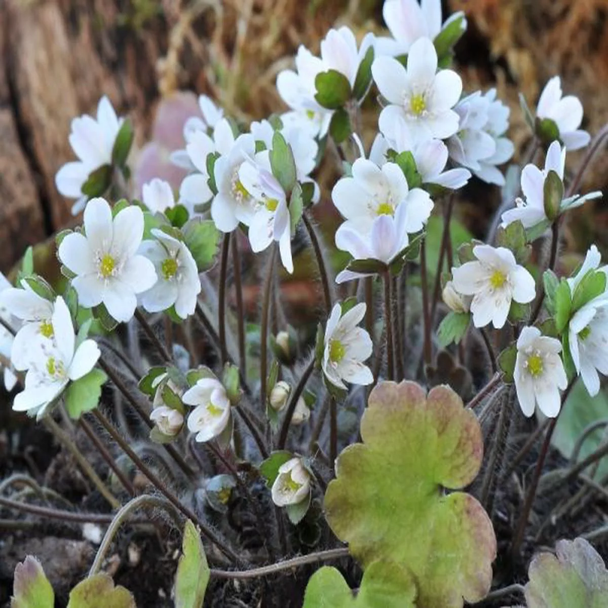 Hepatica henryi