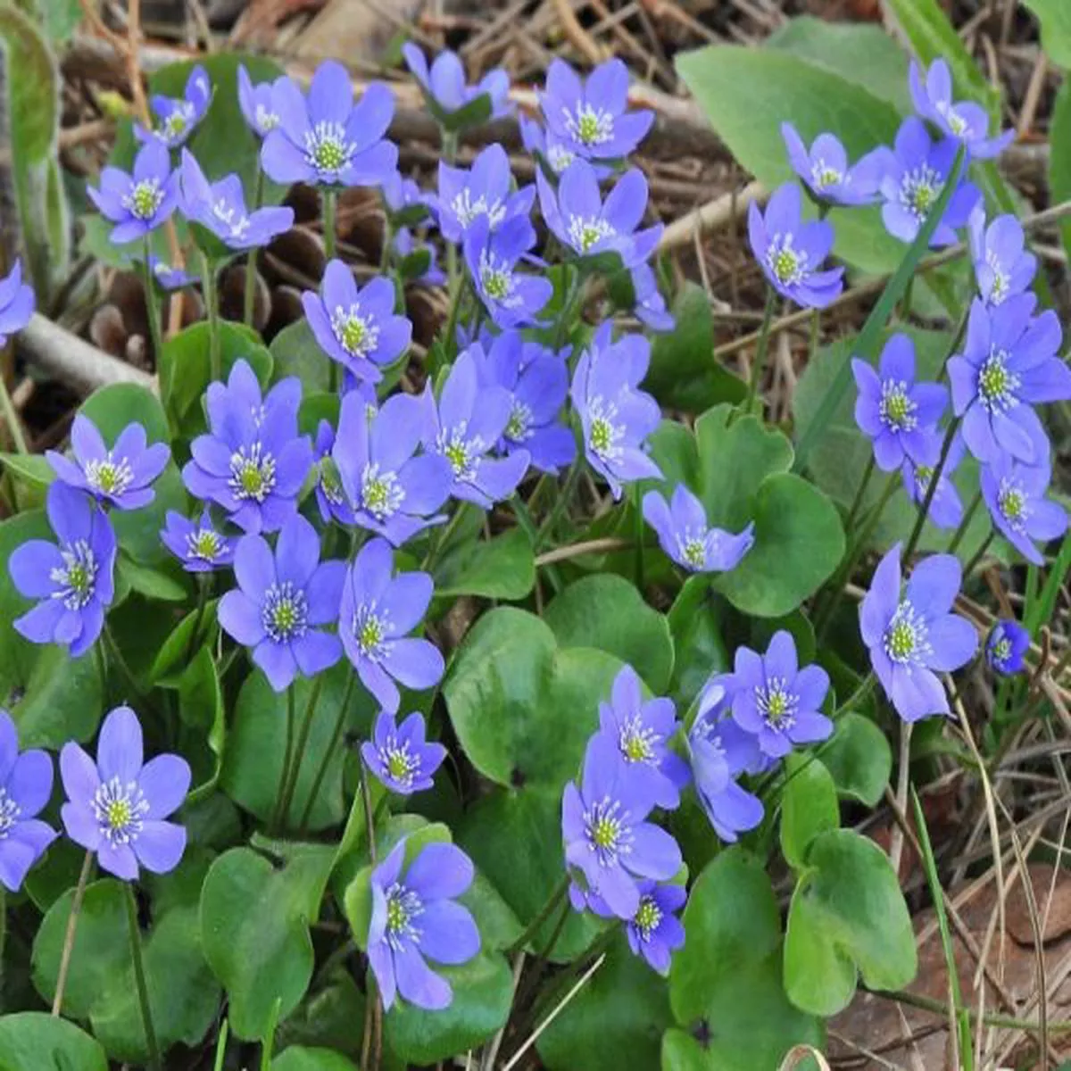 Hepatica nobilis Ashwood Blues (collection of 5)