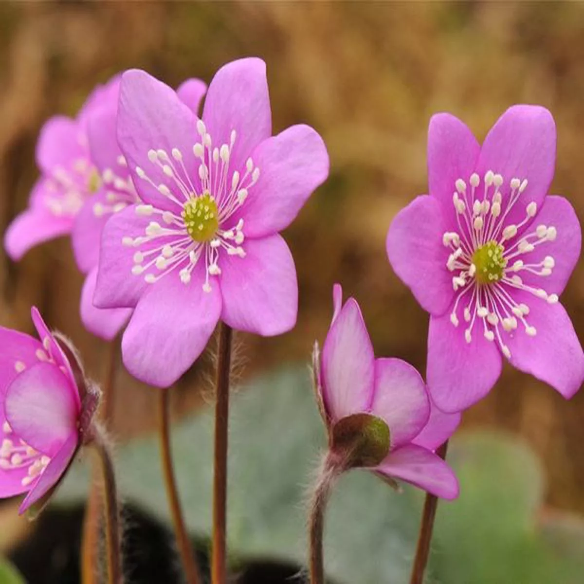 Hepatica nobilis Ashwood Pale Pink