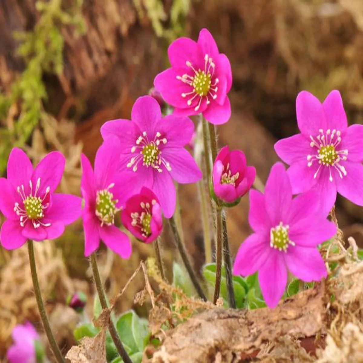 Hepatica nobilis ex Bibo (red)