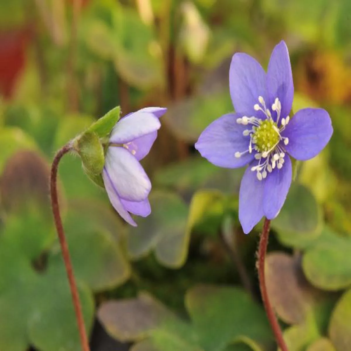 Hepatica nobilis Holly Blue