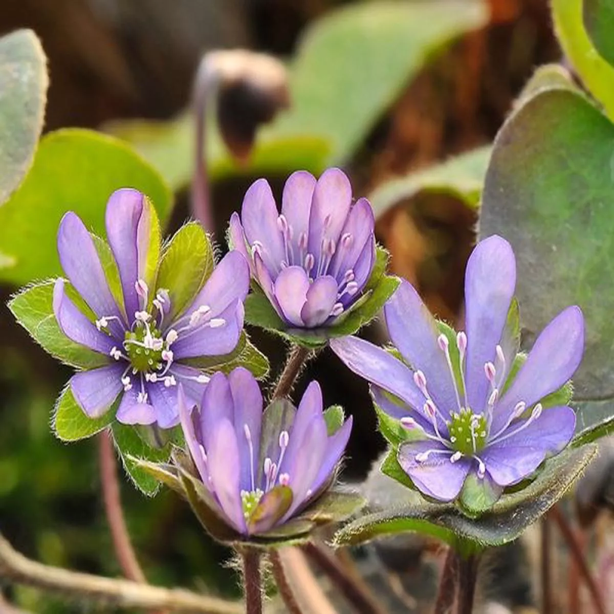 Hepatica nobilis Ohleila Group