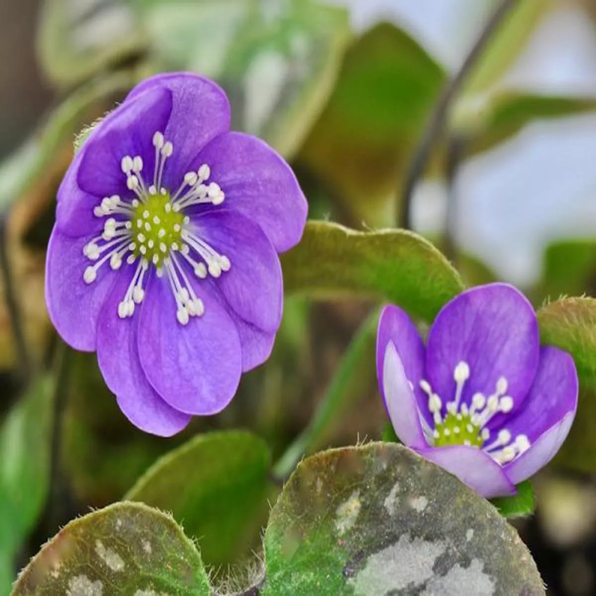 Hepatica nobilis Picos Purple