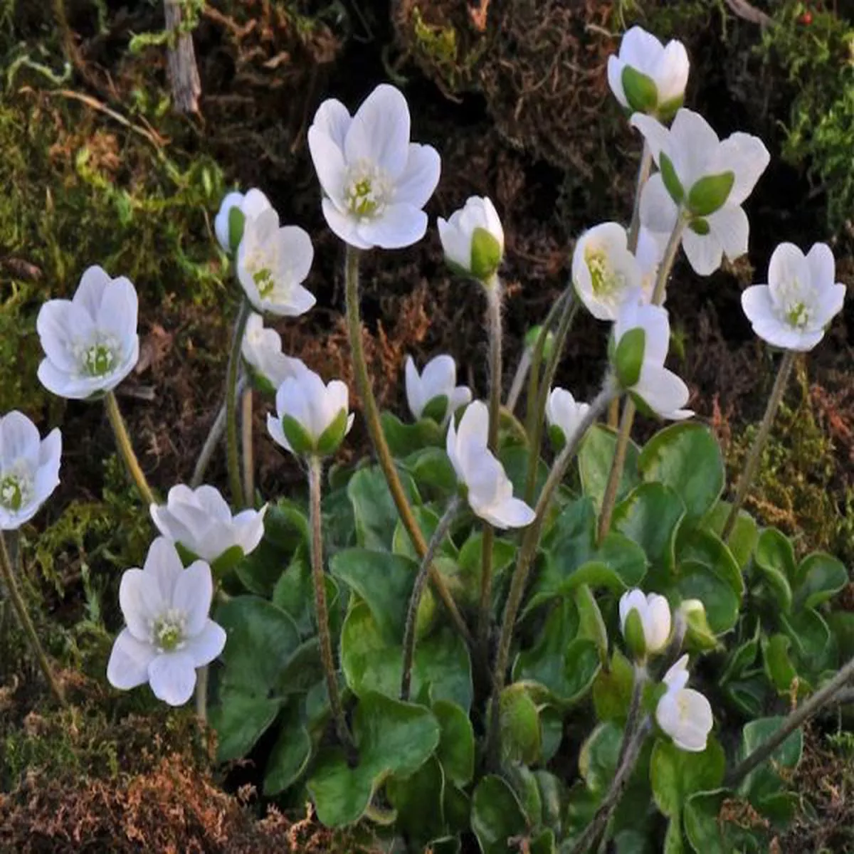Hepatica nobilis Pygmy Group (white)