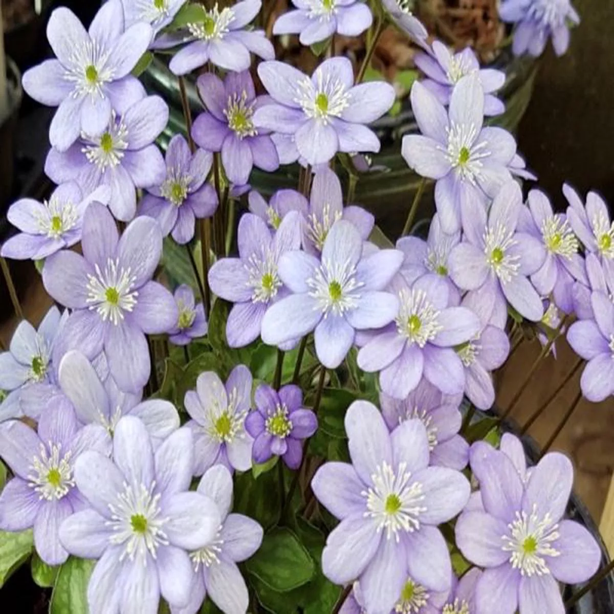 Hepatica nobilis var. pyrenaica x H. americana var. acuta Hazelwood Froggie