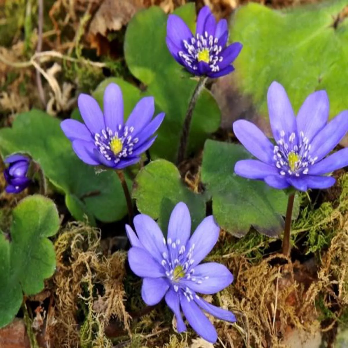 Hepatica transsilvanica Ada Scott