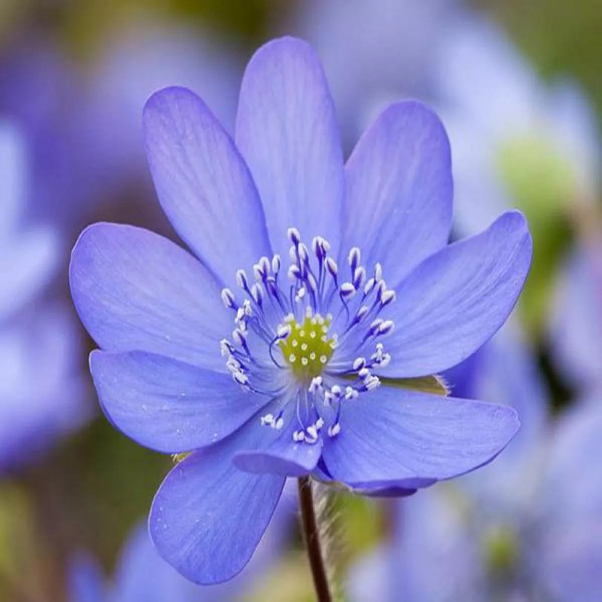 Hepatica transsilvanica (Blue)