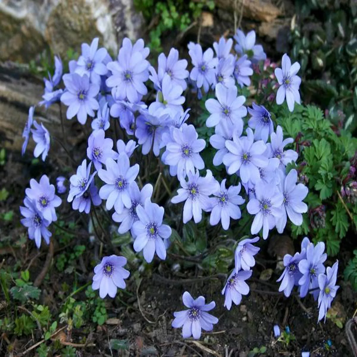 Hepatica transsilvanica ex Blumenstadt Erfurt