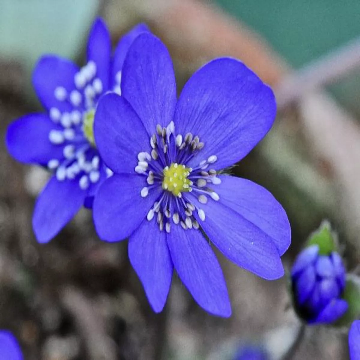 Hepatica transsilvanica ex Supernova