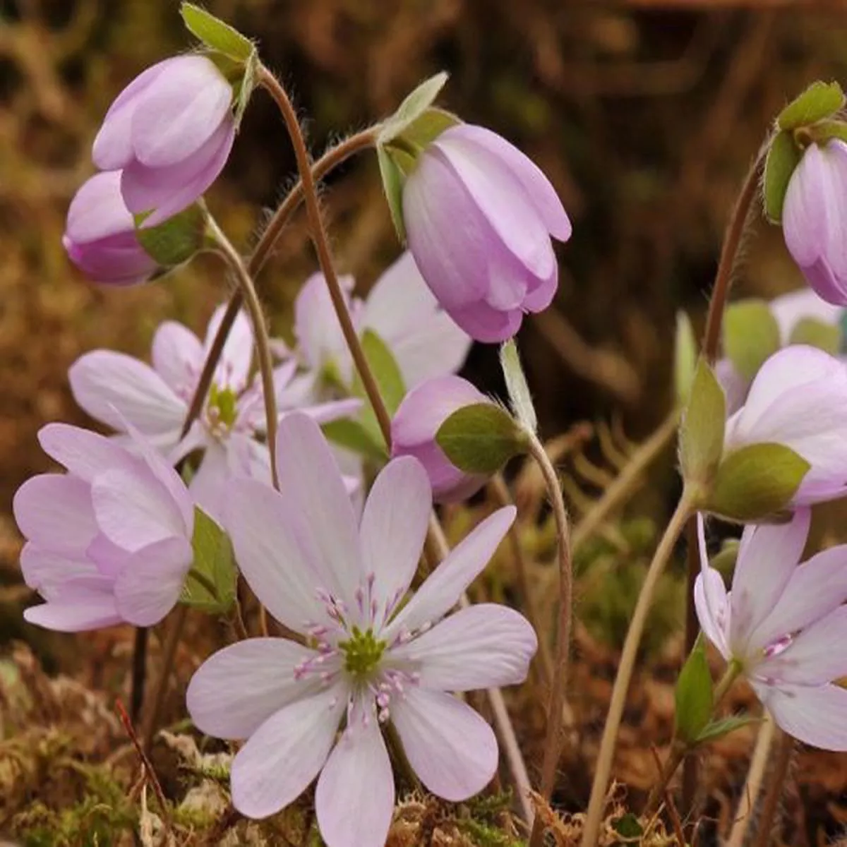 Hepatica transsilvanica Lilacina