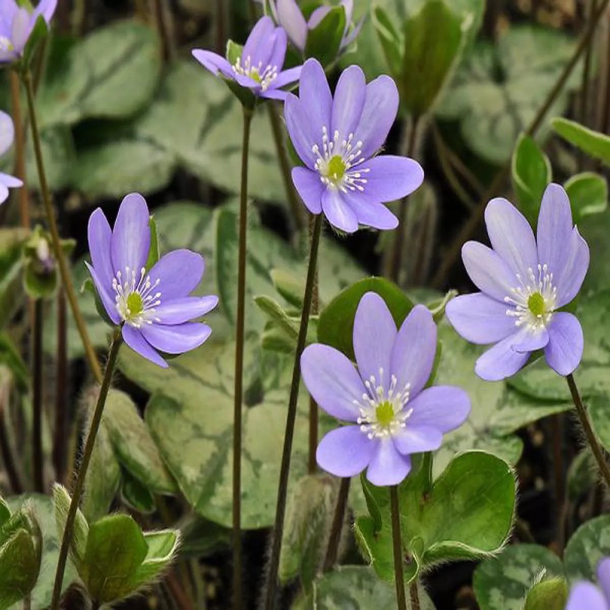 Hepatica x schlyteri (Blue Marble Group)