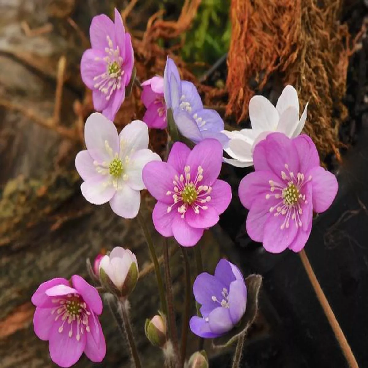 Hepatica x schlyteri F2 (Silver Shadow Group)