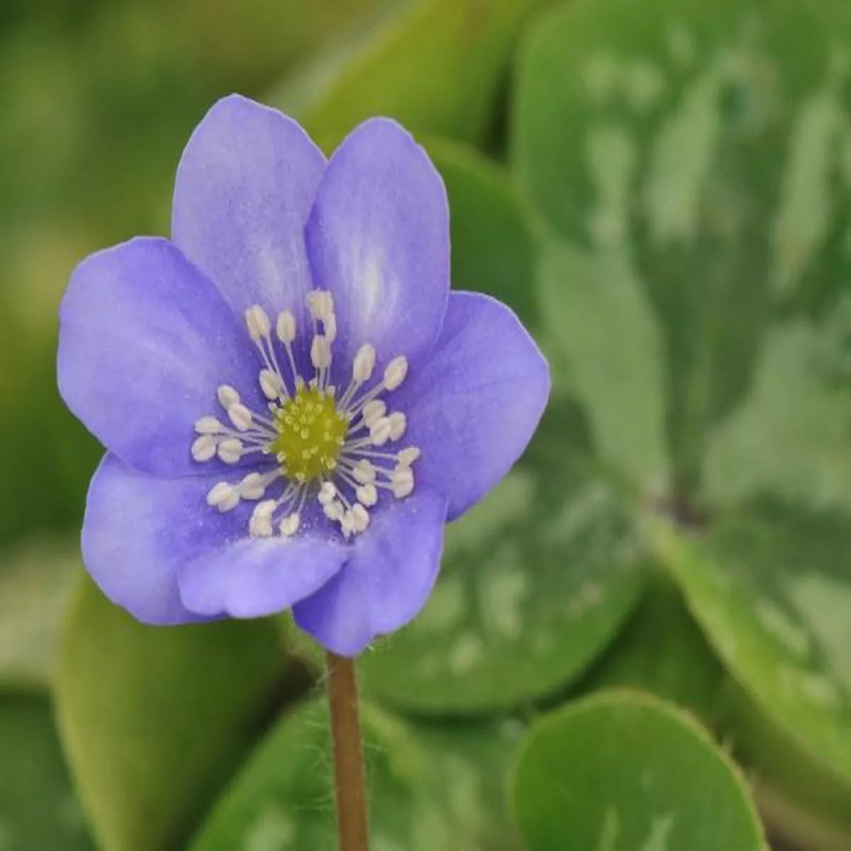 Hepatica x schlyteri (H. nobilis x H. maxima)