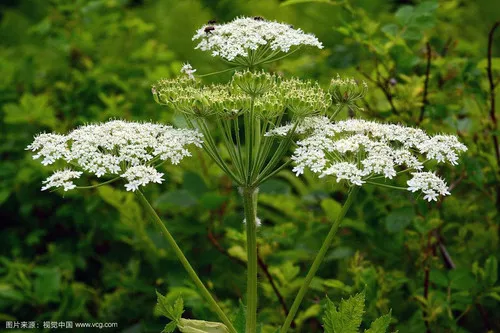 Heracleum hemsleyanum