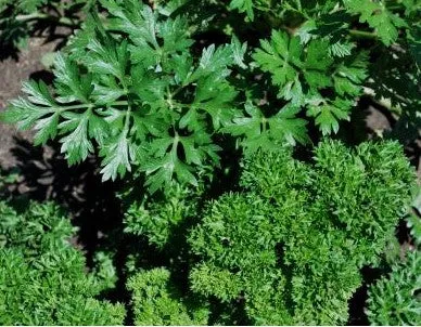 Herb Mix
