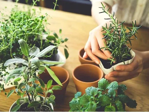 Herb Plants for Pre-Order