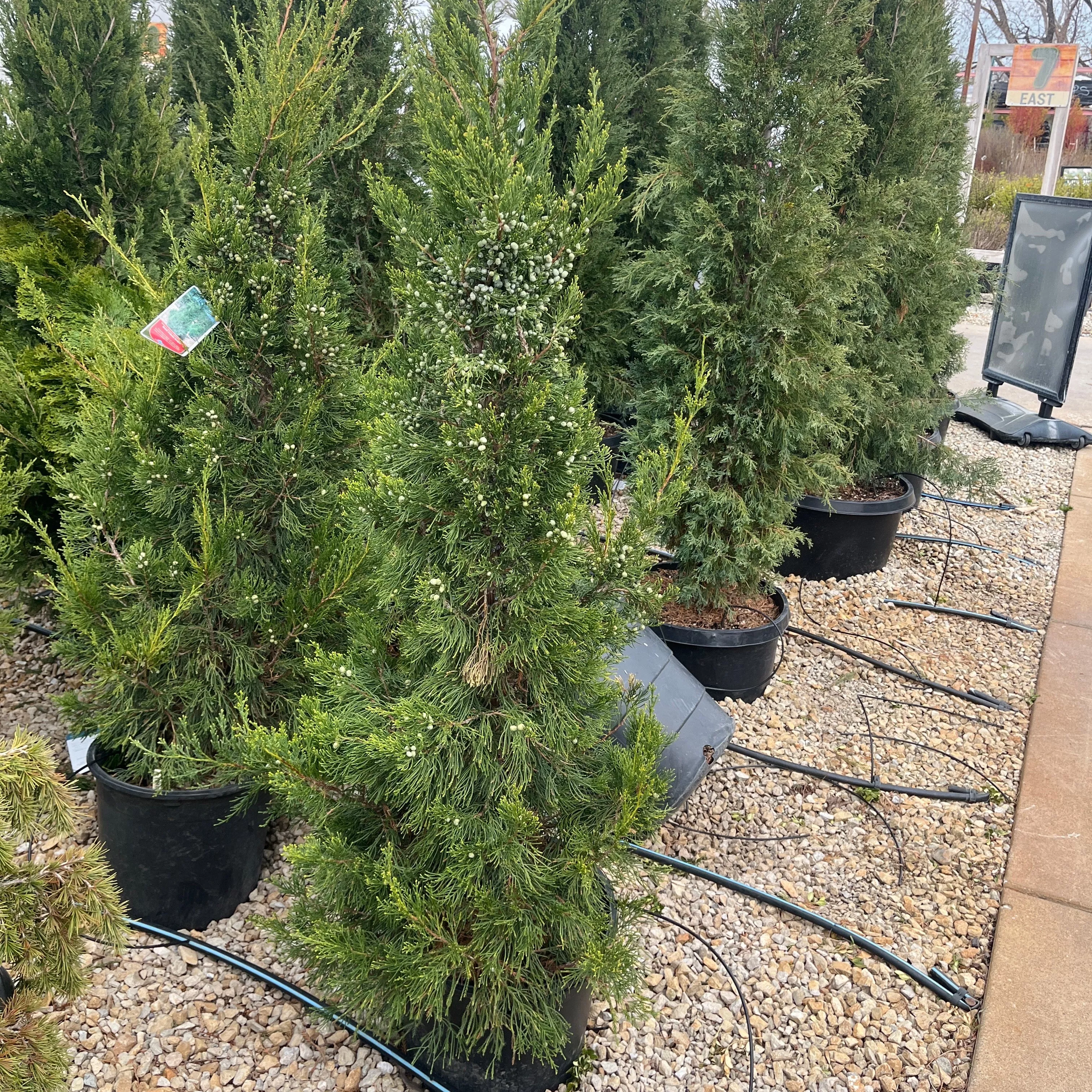 Hetz Columnar Juniper - Juniperus chinensis - 7 Gallon Potted Shrub