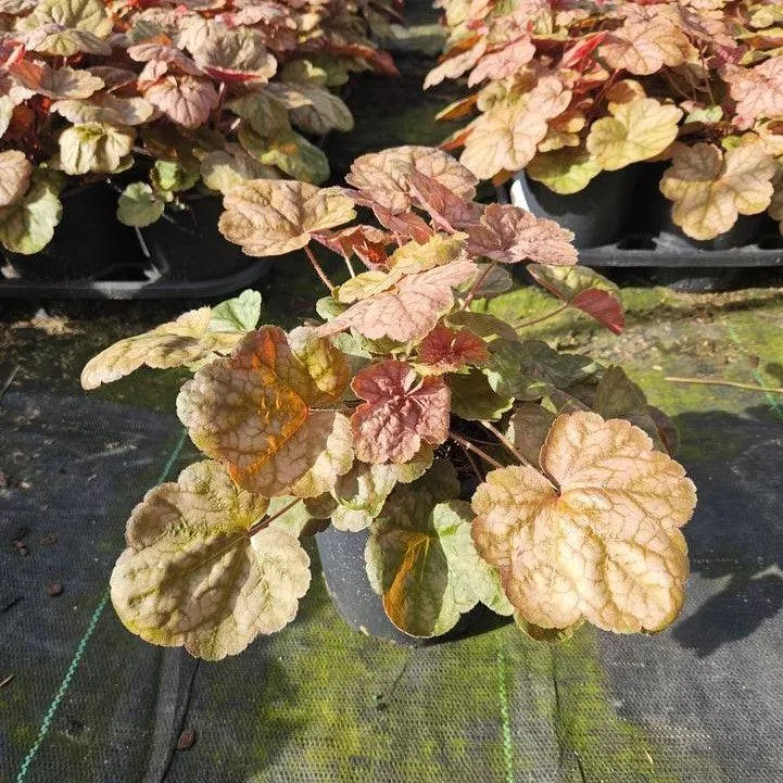 Heuchera 'Apricot'- Apricot Coral Bells