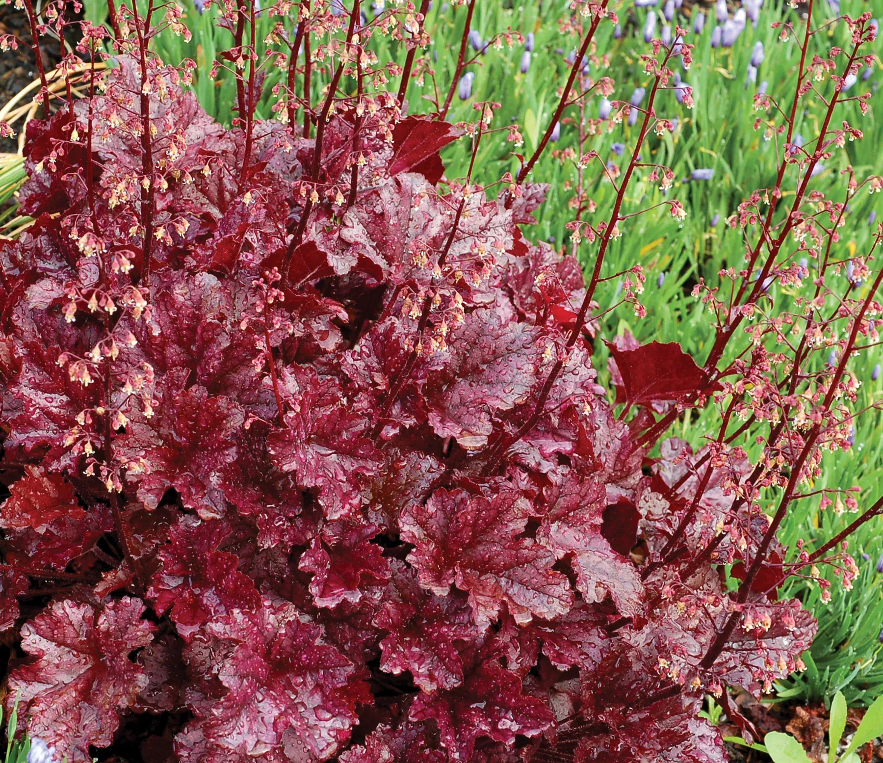 Heuchera Berry Marmalade Coral Bells- 2 Gallon