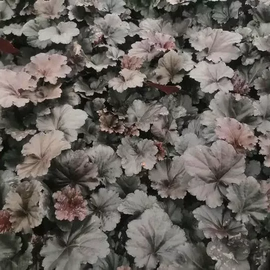 Heuchera 'Black Sea'- Black Sea Coral Bells