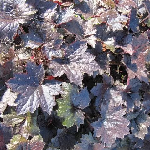 Heuchera 'Blackout'- Blackout Coral Bells