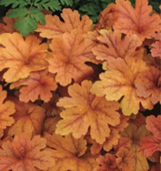 Heuchera Buttered Rum