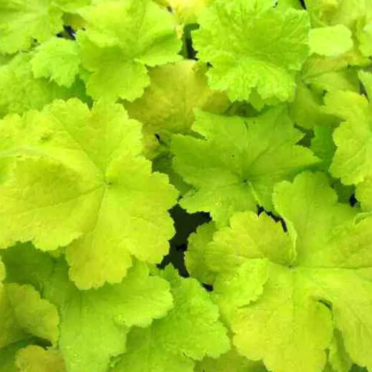 HEUCHERA Citronelle #1