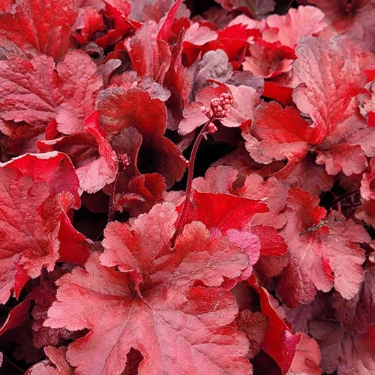 Heuchera Coral Bell Forever Red - 8" Potted Perennial