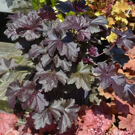 Heuchera Coral Bell Obsidian - 8" Potted Perennial