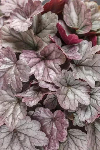 Heuchera DOLCE 'Silver Gumdrop'