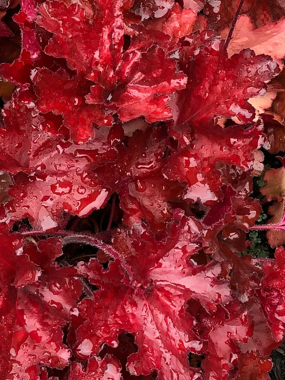Heuchera 'FOREVER Red'
